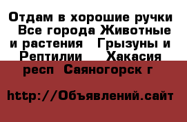 Отдам в хорошие ручки - Все города Животные и растения » Грызуны и Рептилии   . Хакасия респ.,Саяногорск г.